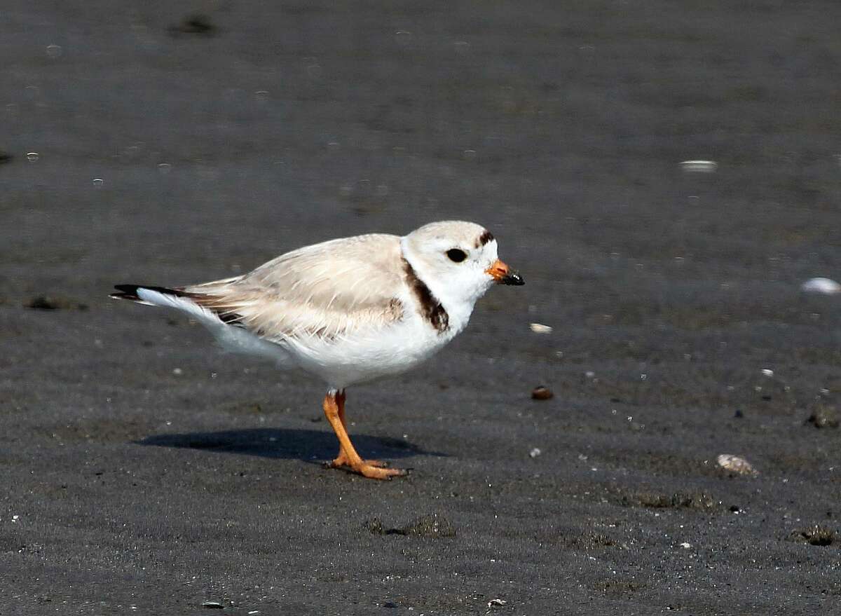 A piping plover on the beach at Milford Point.