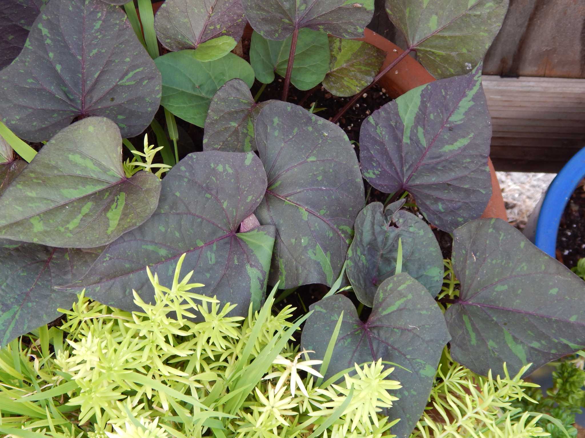 Sweet Potato Vine S Striking Foliage Accents Fall Baskets Houstonchronicle Com