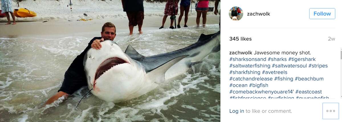 A Texas fisherman recently caught a massive tiger shark with a research tag that revealed it had been tagged by scientists a decade earlier, on the same day. (Zach Wolk on Instagram)