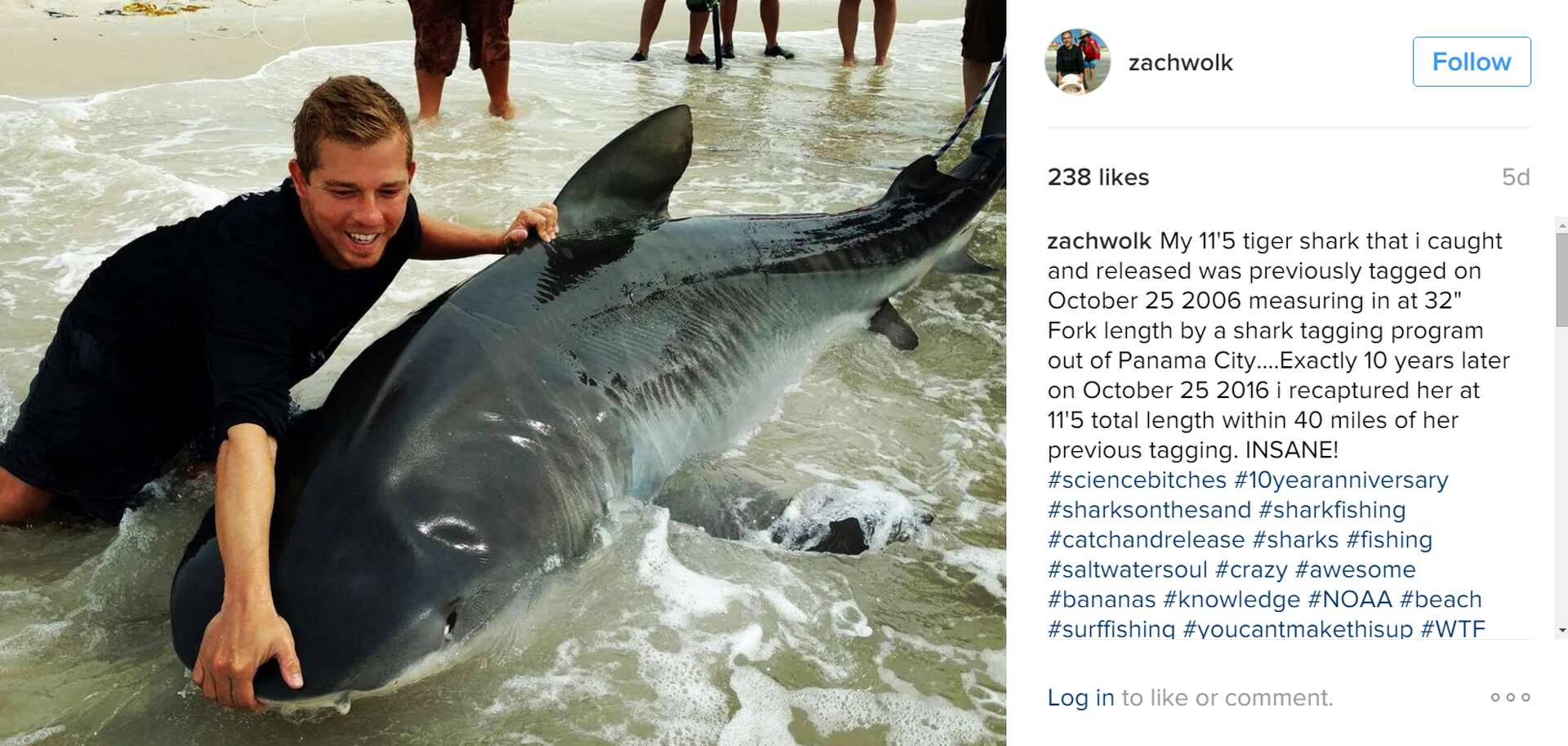 Texas fisherman reels in enormous shark, finds unbelievable
