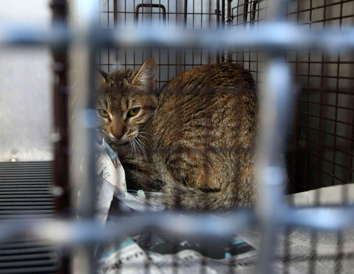 20 cats found cannibalizing in empty apartment on Northwest Side