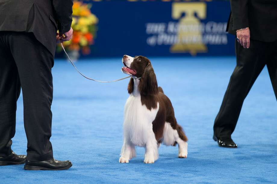 thanksgiving day dog show 2018