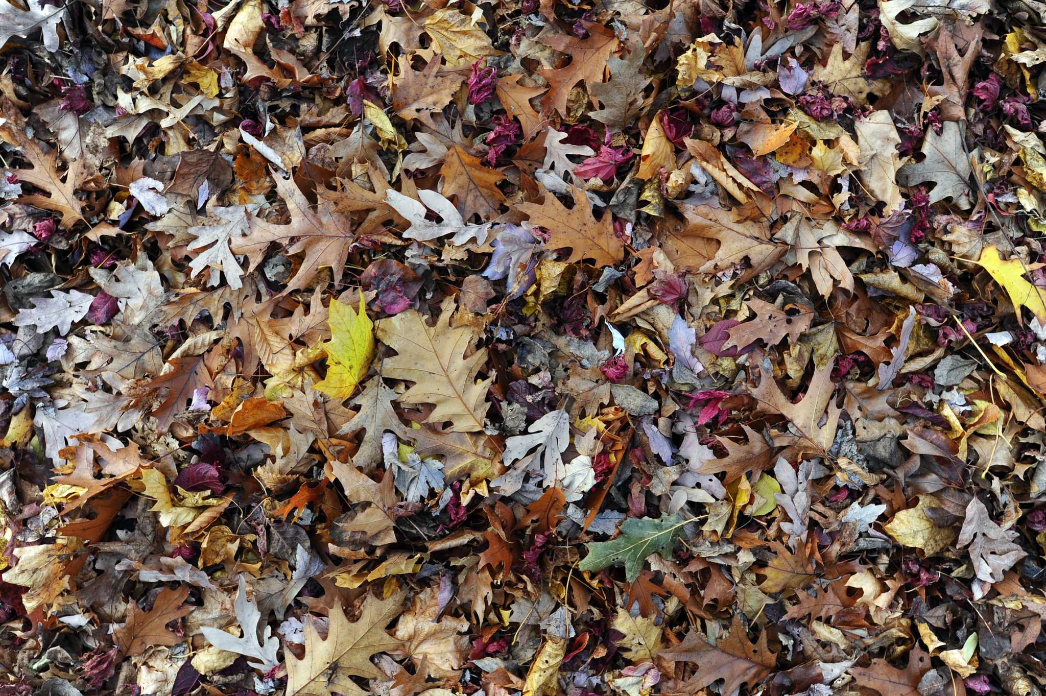 Wet leaves can be as slippery as ice. Here’s how drivers can stay safe