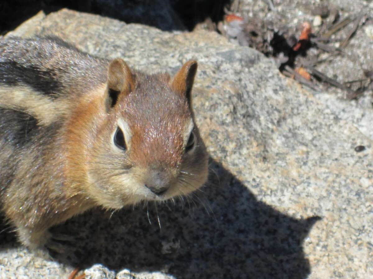 Golden mantled ground squirrels look like chipmunks Tom Stienstra/The Chronicle