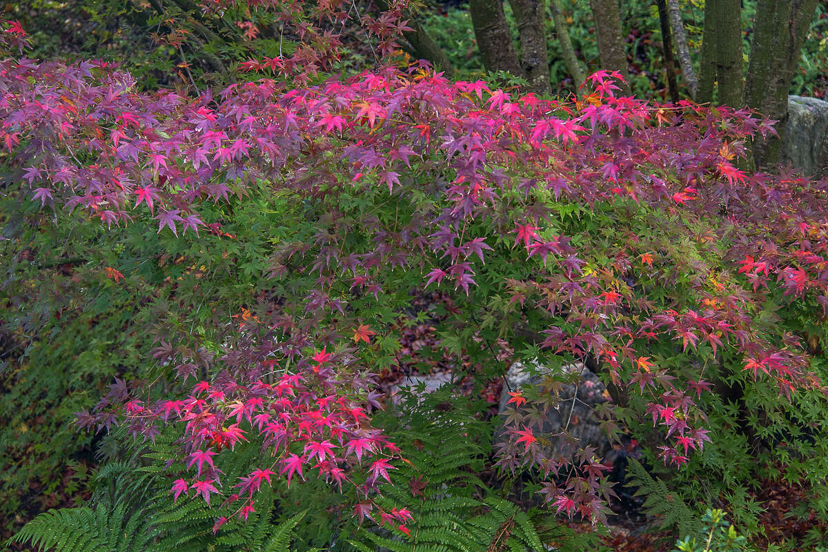 Japanese maple at the UC Arboretum and Botanical Garden in Berkeley.