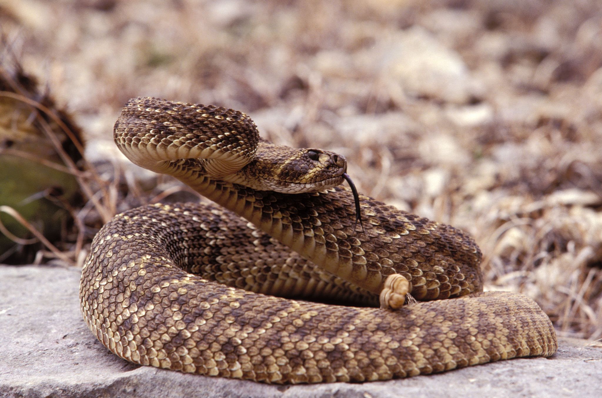 WATCH: Have You Ever Seen a Hognose Play Dead? - Texas Fish & Game