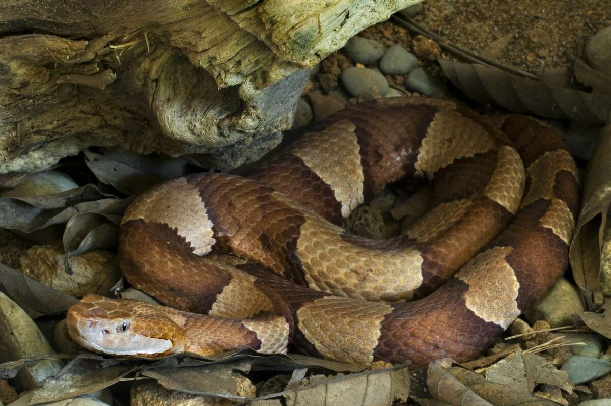 See the endangered, venomous and non-venomous snakes in Texas