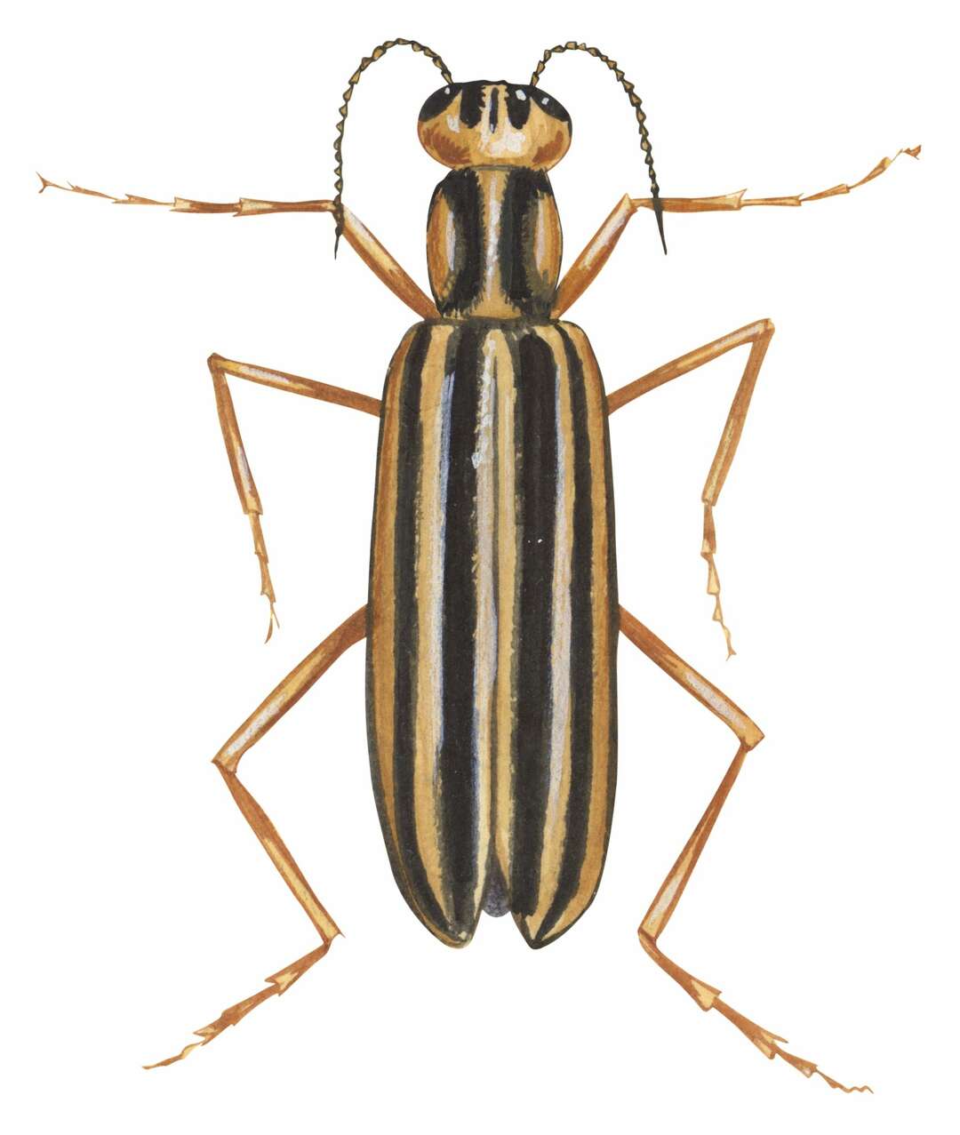 The most dangerous Texas bugs according to the Houston Museum Of ...
