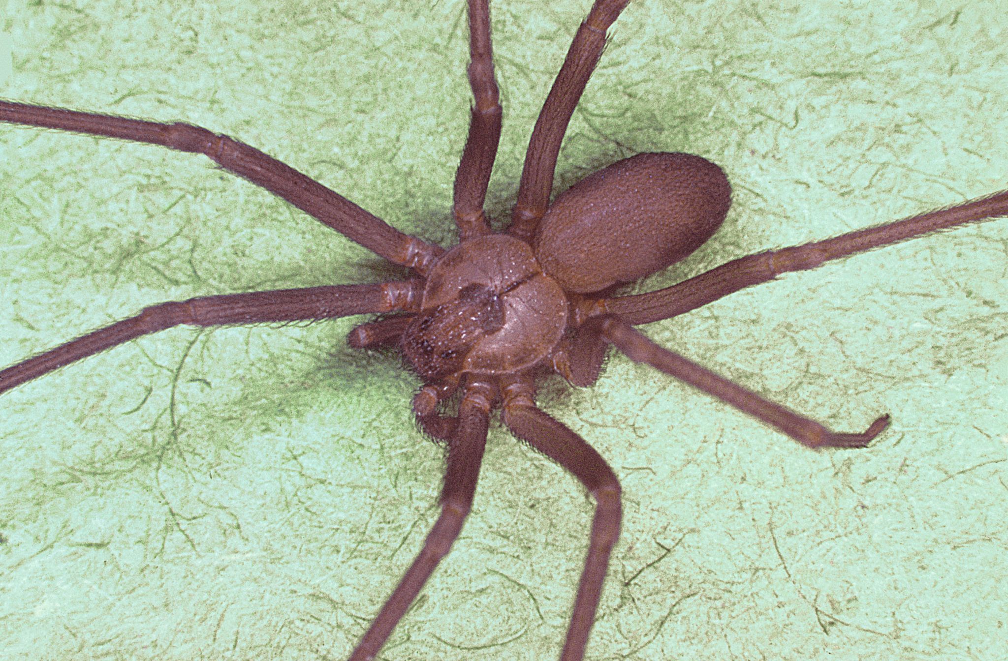 the-most-dangerous-texas-bugs-according-to-the-houston-museum-of