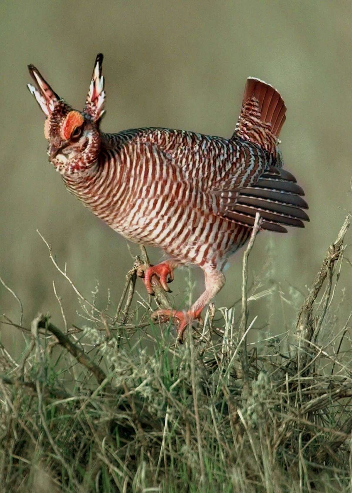 The lesser prairie chicken was removed from the threatened and endangered species list earlier this year following court rulings in Texas and a decision by government lawyers not to pursue an appeal. However, federal wildlife officials Tuesday agreed to reconsider the status of a grouse found in pockets across the Great Plains.