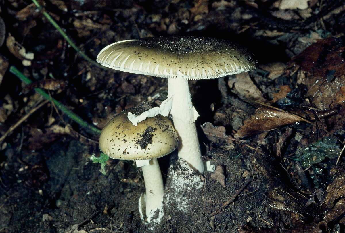 Смертельные ядовитые грибы