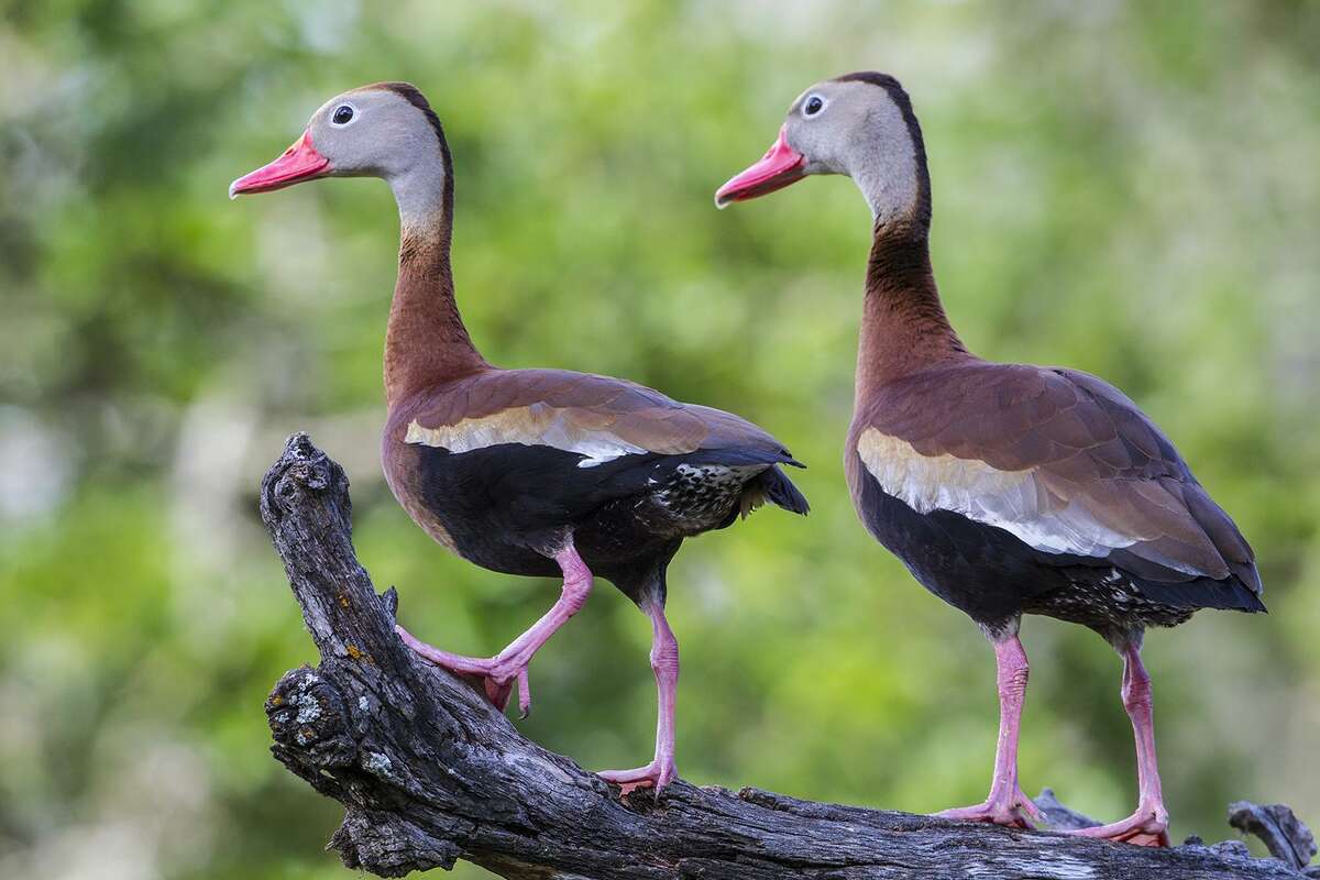 Blackbellied ducks take liking to Texas