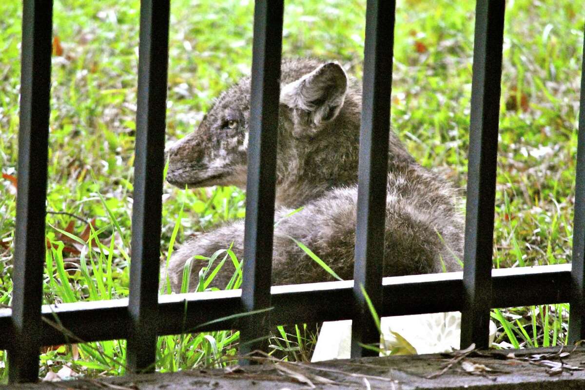 A coyote rests outside a fence at 1111 North Post Oak, near the I-10 - Loop 610 interchange. (Photo shot in 2015.)