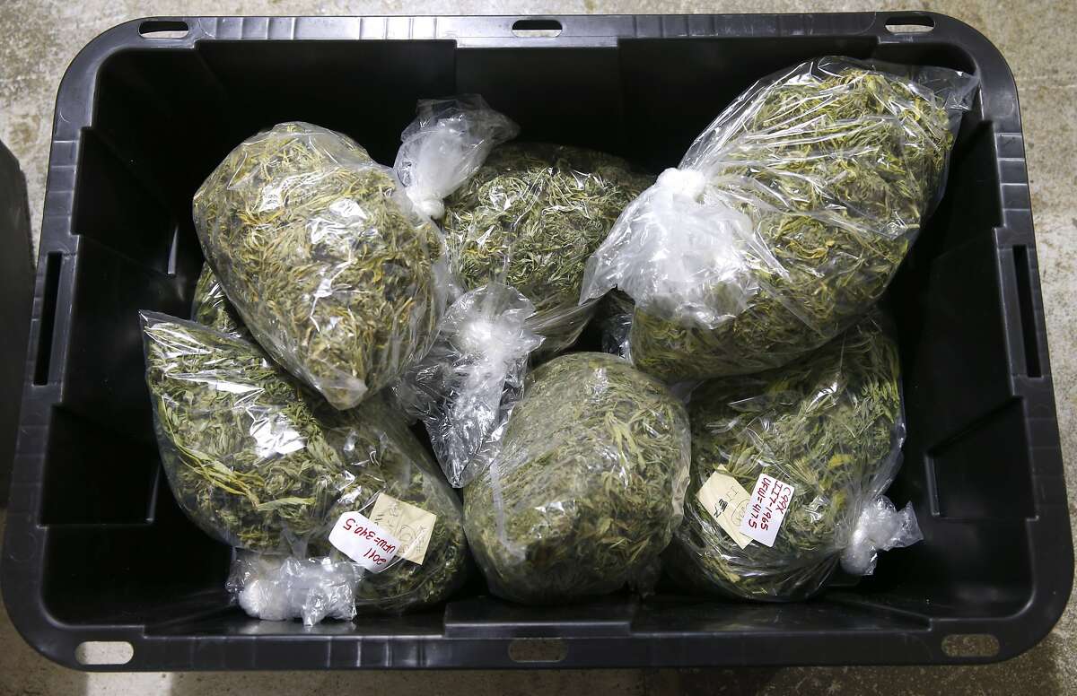Cartons of cannabis product trimmed and prepared by seasonal workers at a warehouse in rural Sonoma County are packed and ready for shipping to the BASA medicinal marijuana dispensary in San Francisco on Thursday, Dec. 1, 2016. "Trimmigrants" can earn upwards of $300 a day working 12-hour shifts six-days-a-week from September to December.