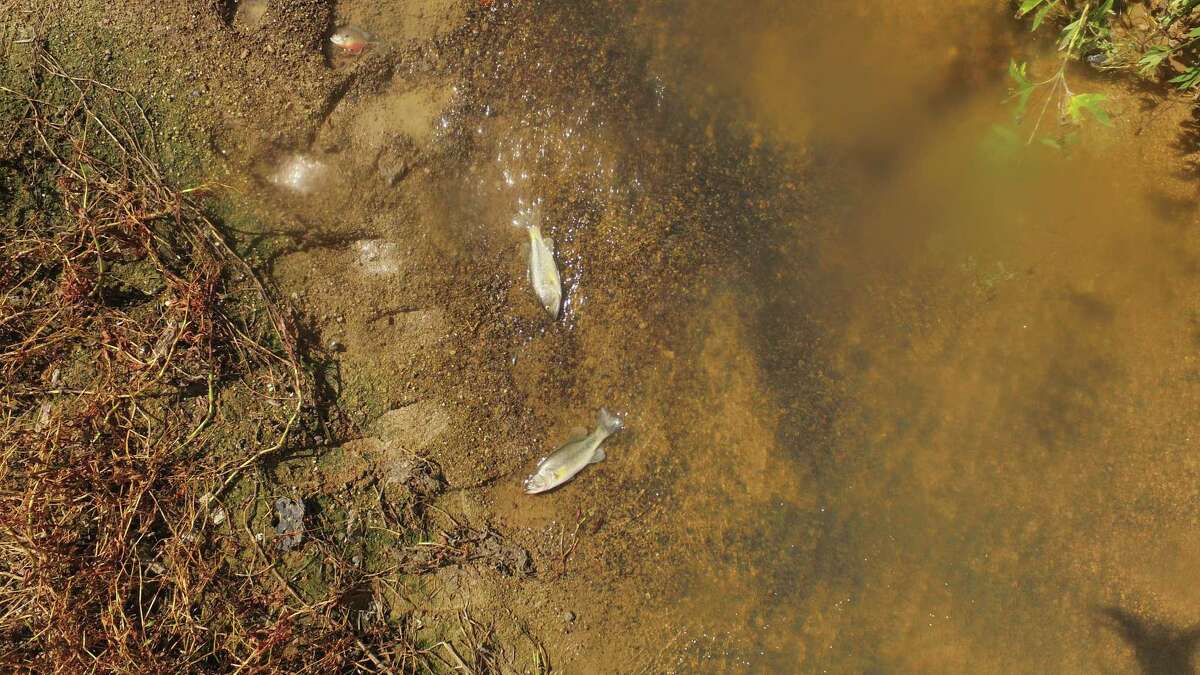 Dead fish reach the surface at Willow Marsh Bayou, where more than a 1,000 gallons of toxic chemicals killed 1,400 wildlife in September. Photo provided by Beaumont Police Department Sgt. Mike Custer