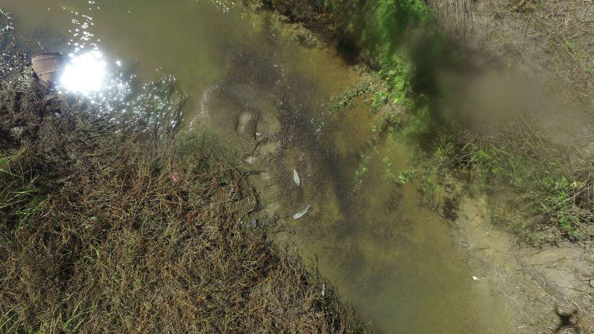 Dead fish reach the surface at Willow Marsh Bayou, where more than a 1,000 gallons of toxic chemicals killed 1,400 wildlife in September. Photo provided by Beaumont Police Department Sgt. Mike Custer