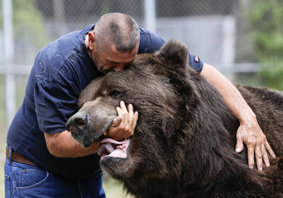 Bear with him Man grabs attention for hugging big bears The Edwardsville Intelligencer
