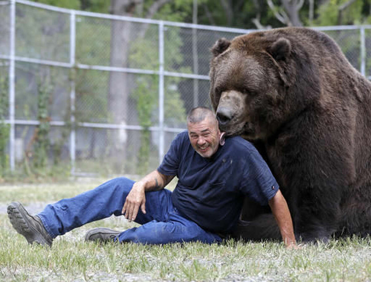 Bear With Him Man Grabs Attention For Hugging Big Bears