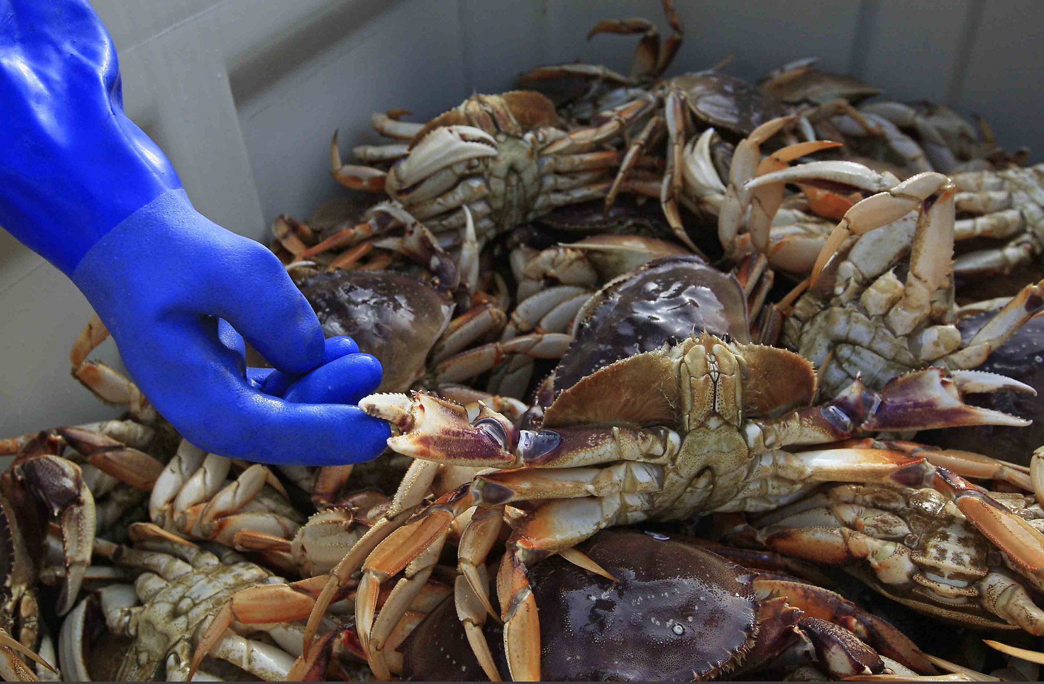More of Northern California coast opens to commercial crab fishing