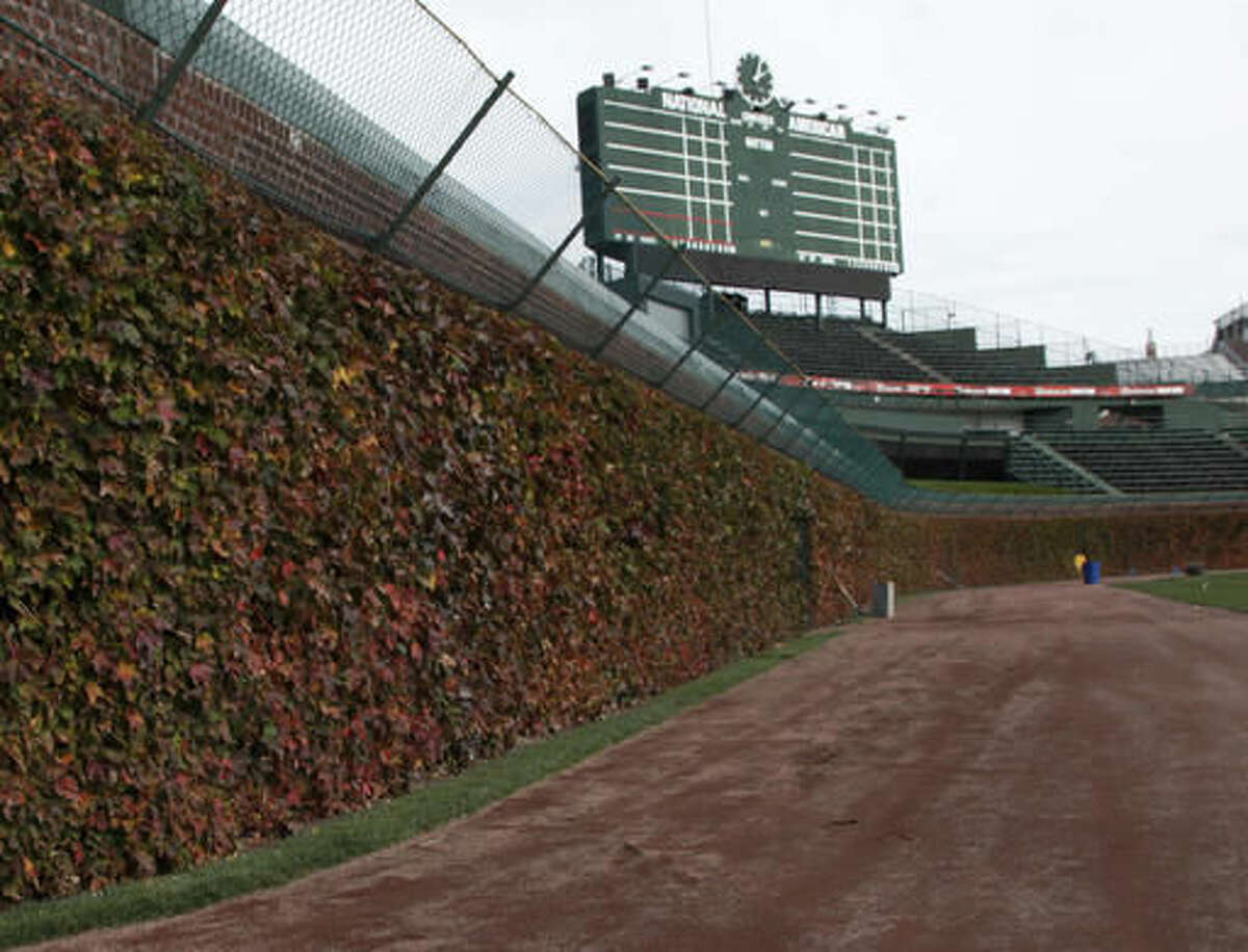 Did you know Wrigley Field's iconic ivy was inspired by the