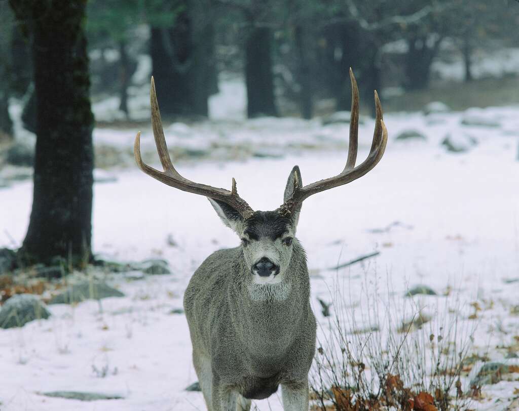 <b>Encounter animals</b><br /> <div><br /></div> <div>Yosemite Valley is home to several endangered species due to the park's intact natural habitat. While enjoying your winter vacation at the park be on the lookout for mule deer or black bears</div>