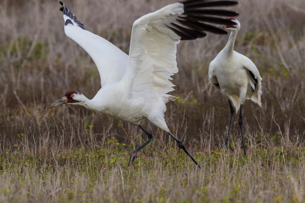 Delicate crane population is still a symbol of longevity