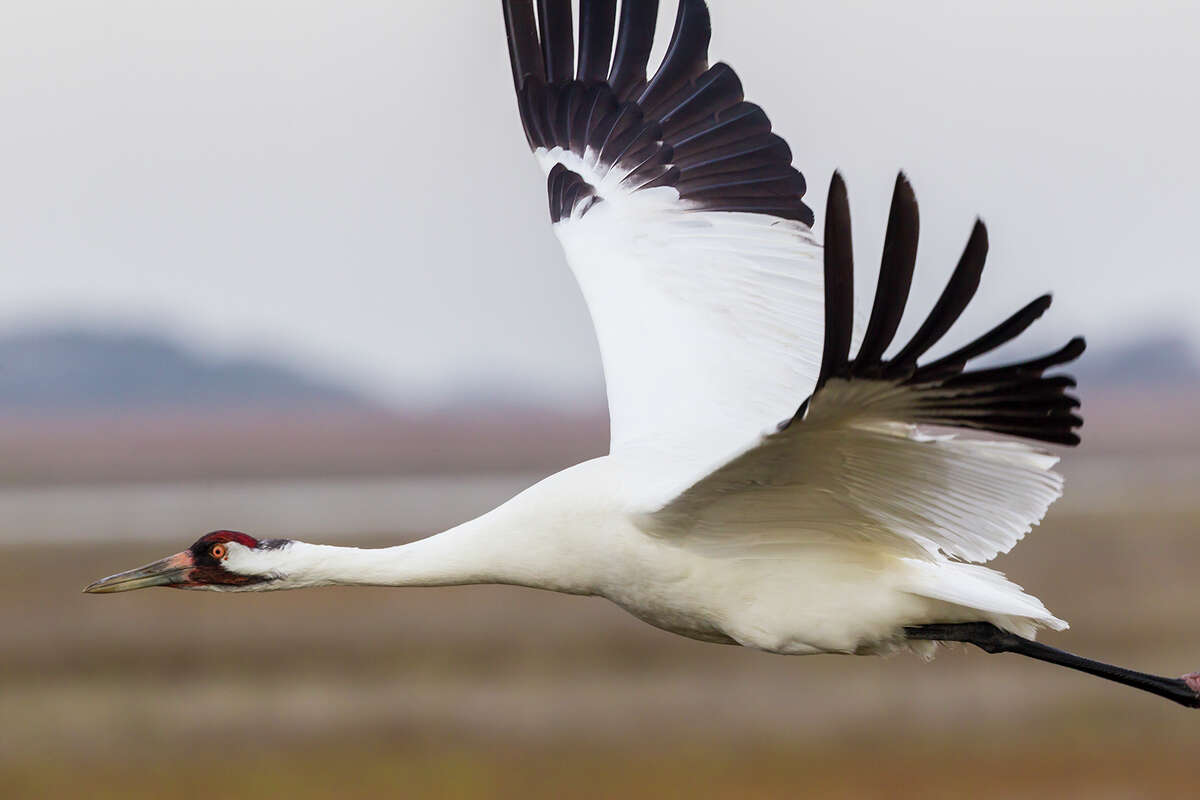 Delicate crane population is still a symbol of longevity