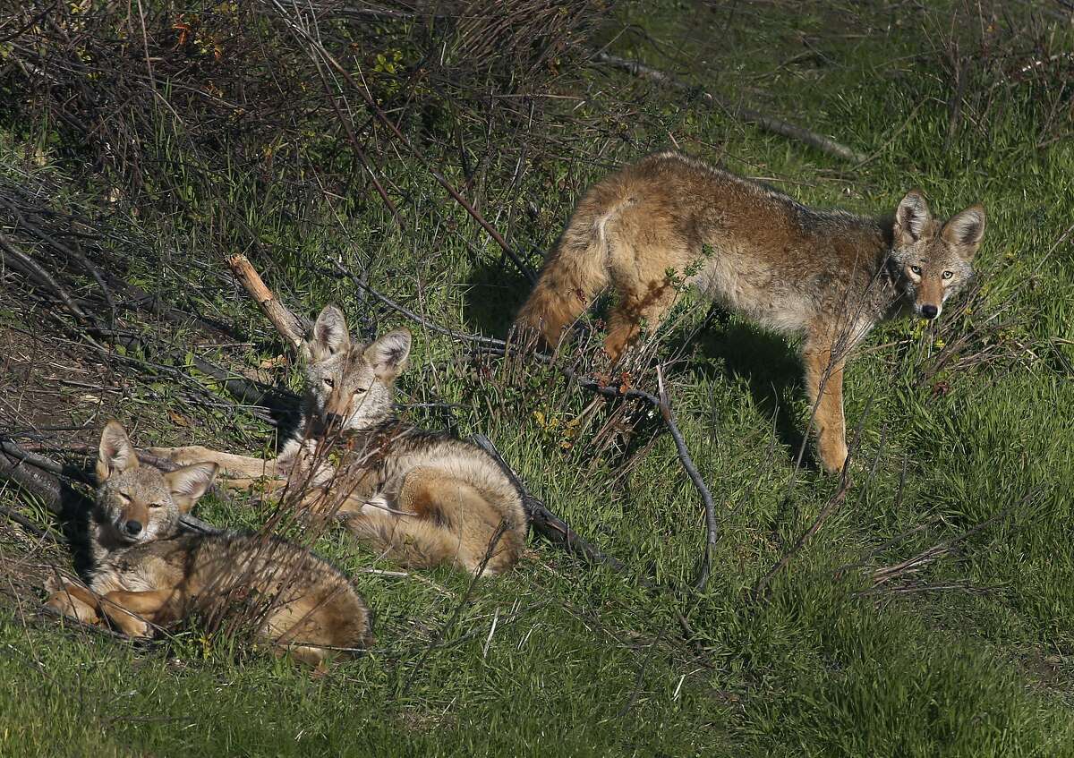 Coyote snatches dog off SF doorstep as horrified owners watch