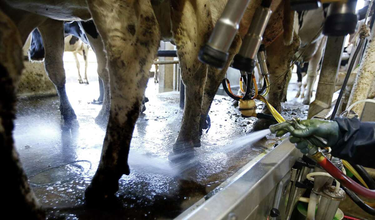 Samual Gonzales washes cows before they are milked at the New Hope Dairy in Galt, Calif. Cattle and other farm animals are major sources of methane, a greenhouse gas many times more potent than carbon dioxide as a heat-trapping gas. Methane is released when they belch, pass gas and make manure.