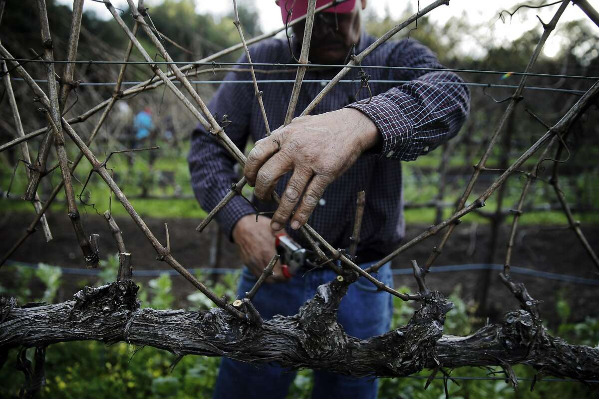 Chuy Ordaz, owner of Palo Alto Vineyard Management helps with some pruning work on a vineyard he manages in Jack London State Historic Park in Glen Ellen, Calif., on Tuesday, February 23, 2016,