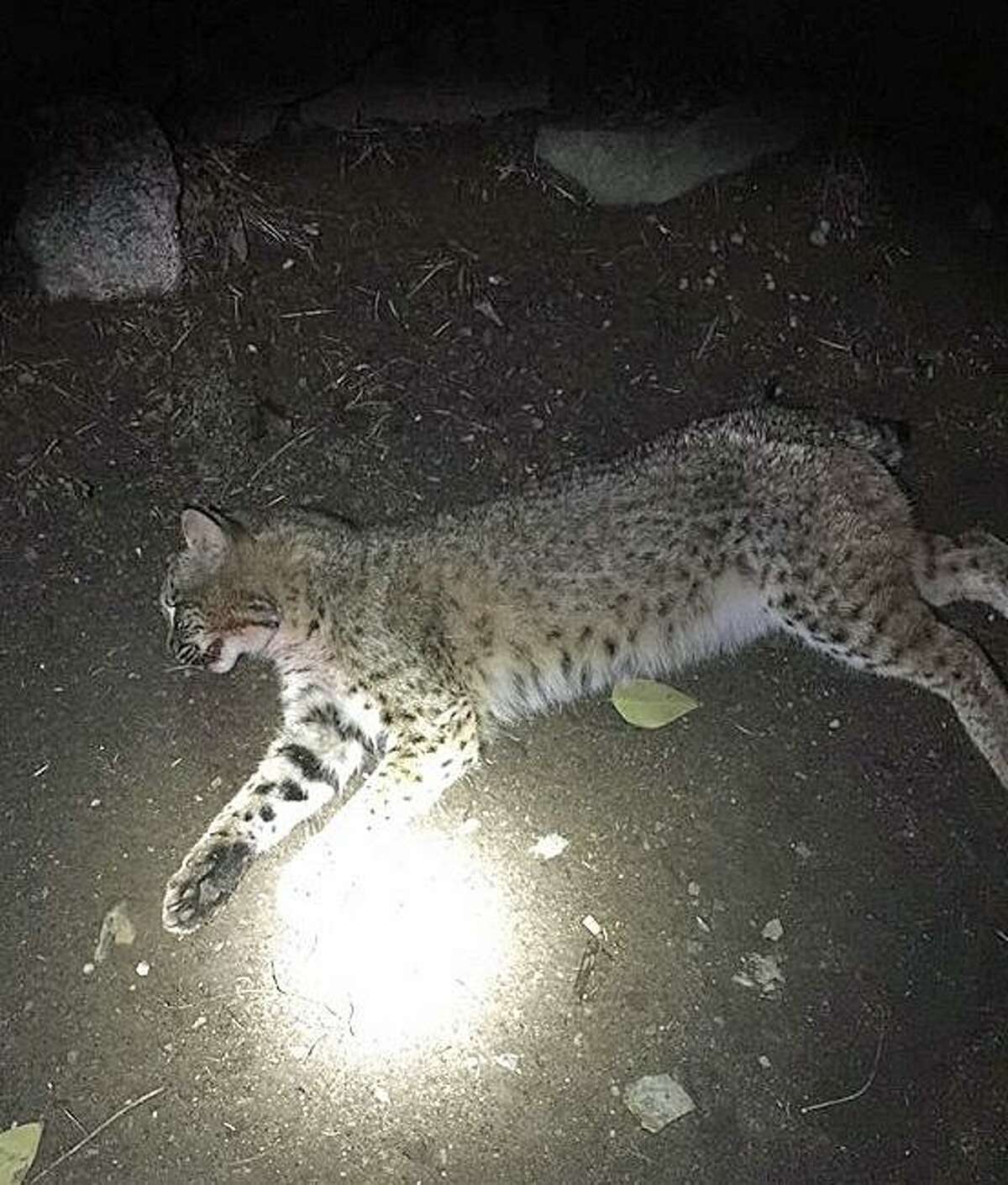 Bobcat Found Dead On Roadside