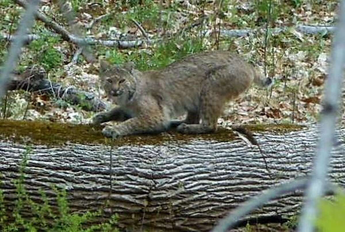 Bobcat found dead on roadside