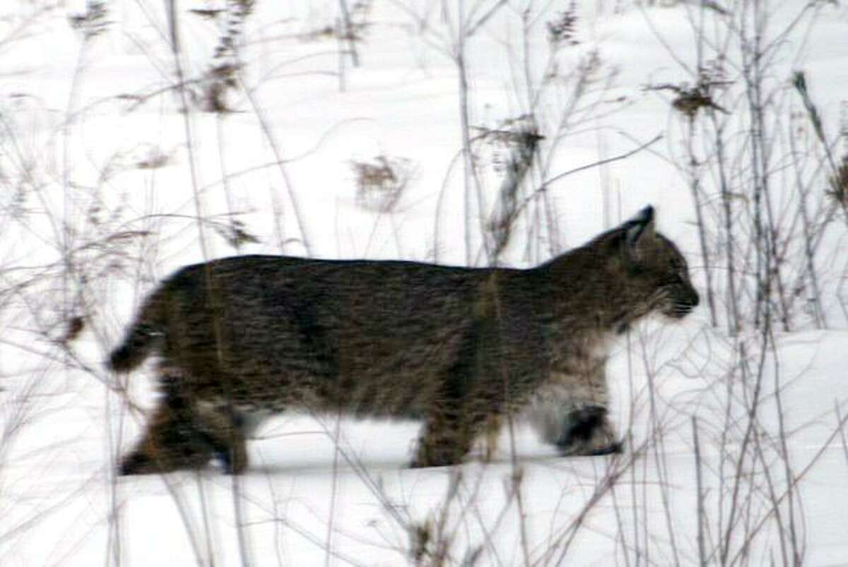 Year Of The Bobcat? CT Sightings On The Rise: Town-By-Town Updates
