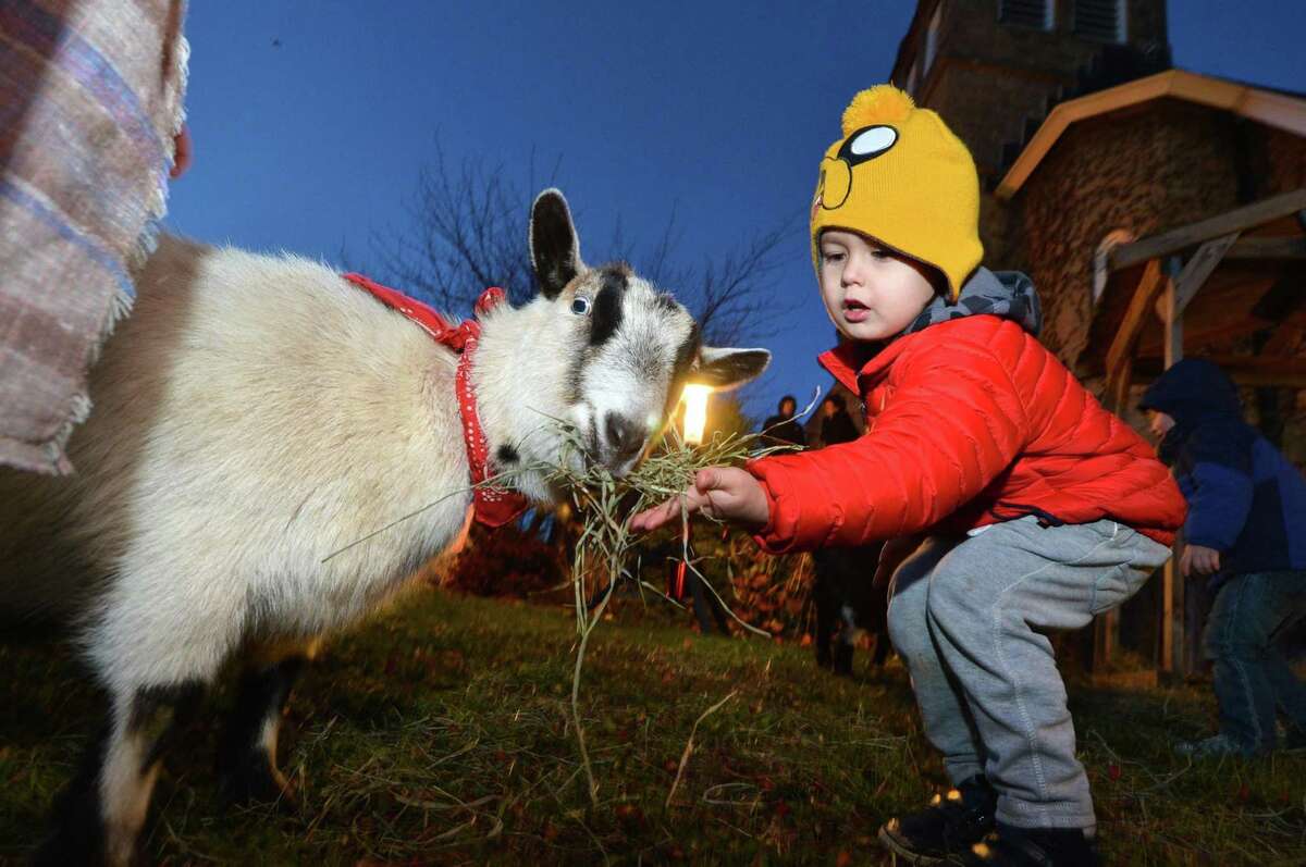 3yr old Oliver Macniak helps Gladys the goat with a snack of hay during Christ Episcopal Church Living Nativity with lambs, goats a pony and bunnies on Sunday December 4, 2016 in Norwalk Conn.