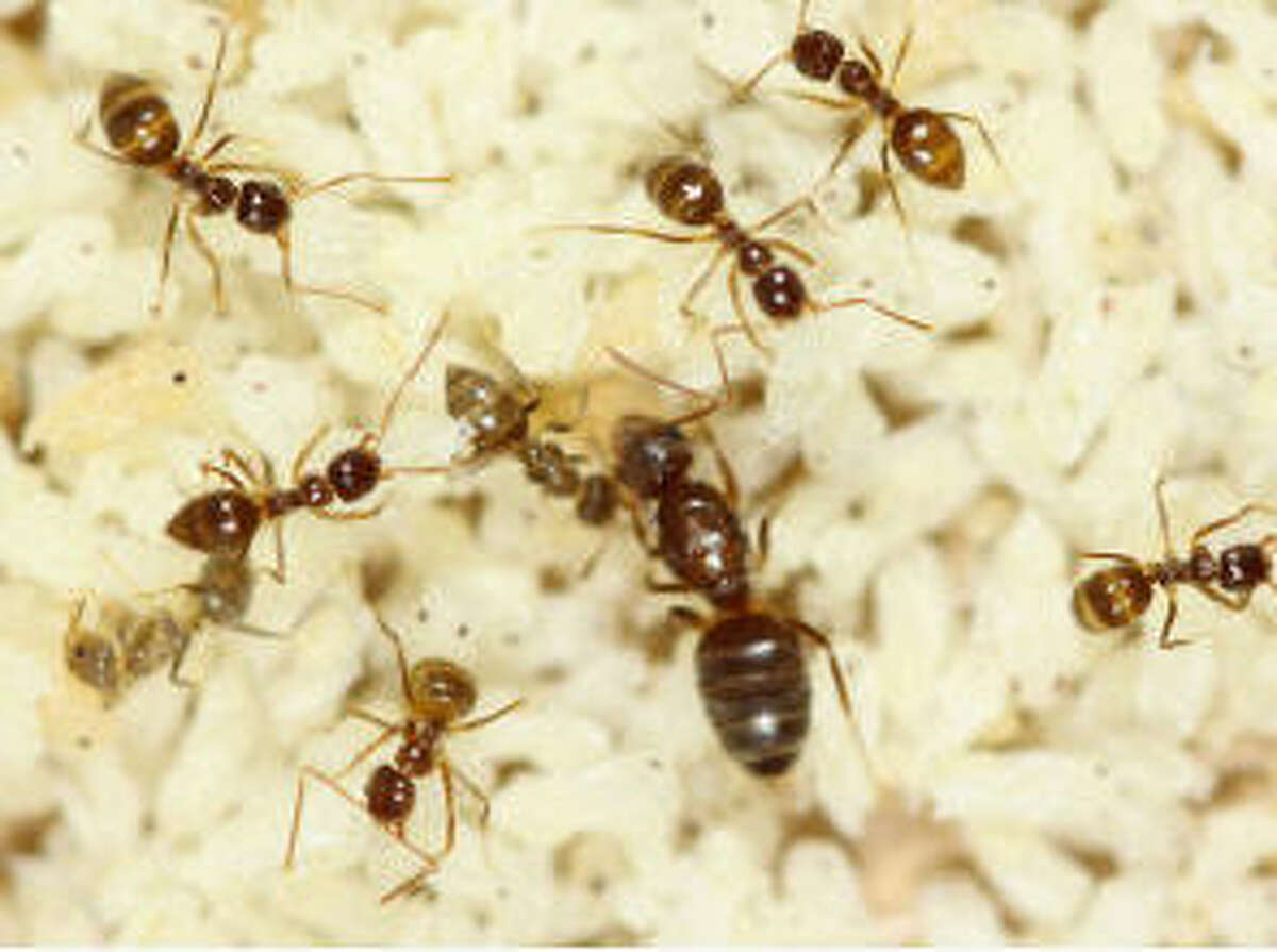 Crazy Ants Are Taking Over Texas And It Isn T Fun