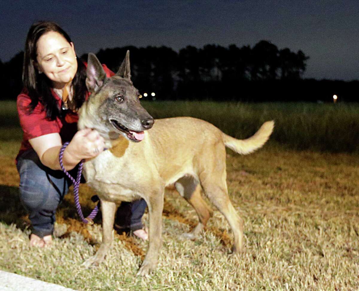 These military dogs have earned a place in our hearts