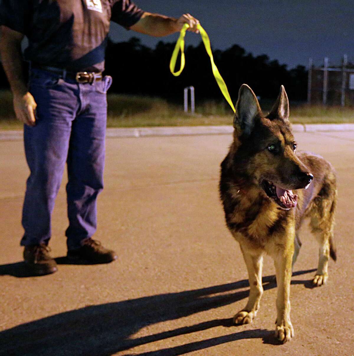These military dogs have earned a place in our hearts