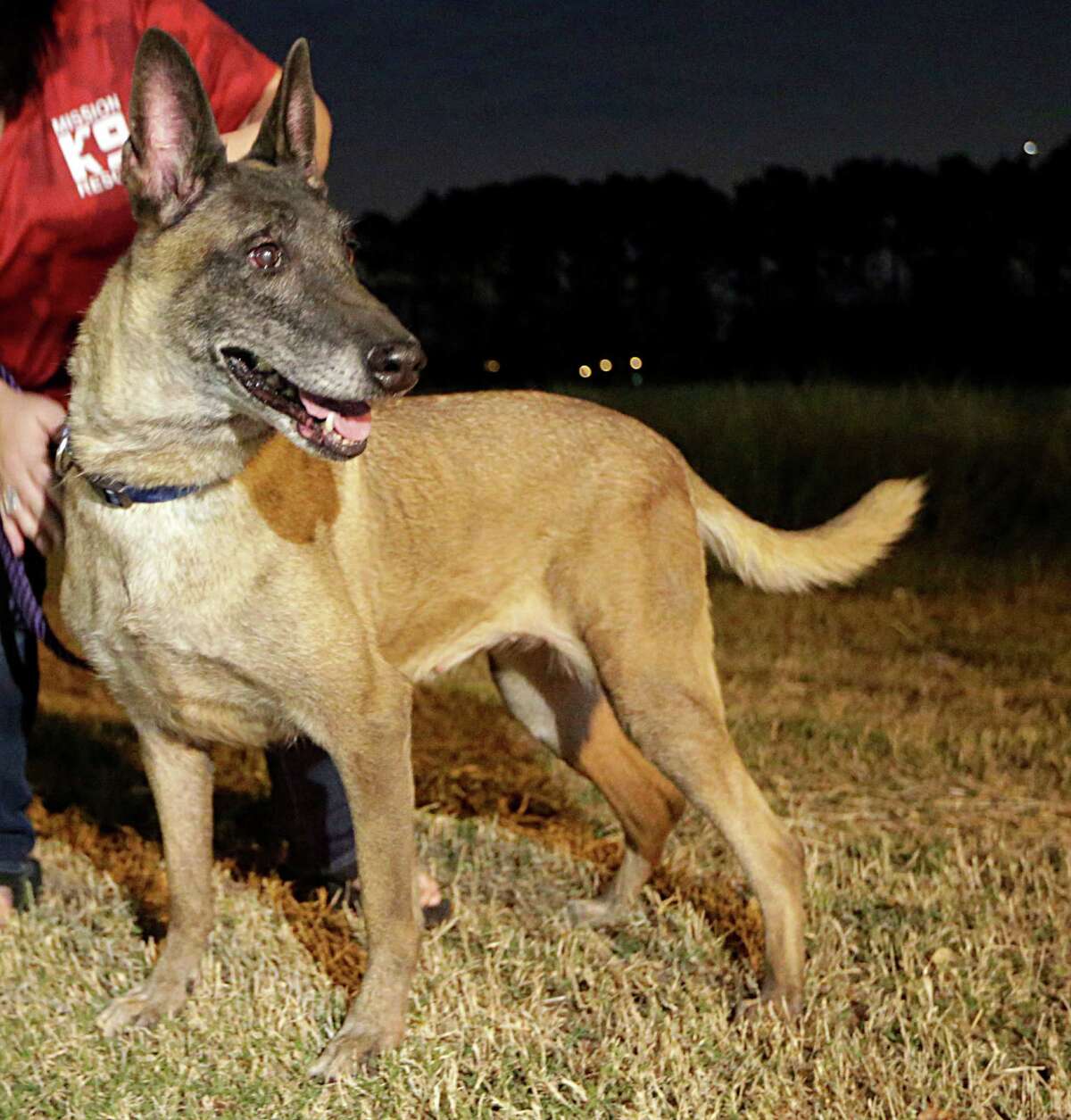 These military dogs have earned a place in our hearts