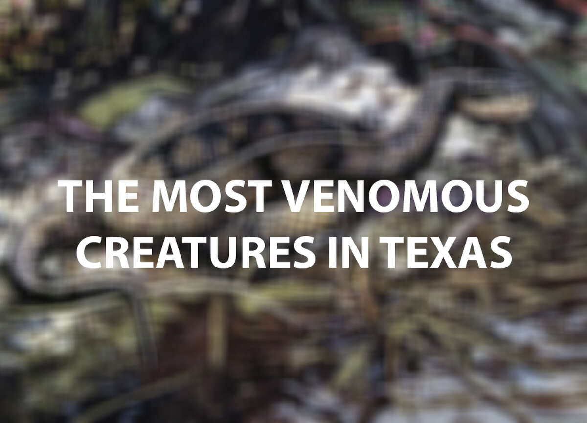 Keep going for a look at the most venomous creatures in Texas and what could happen when they bite you.