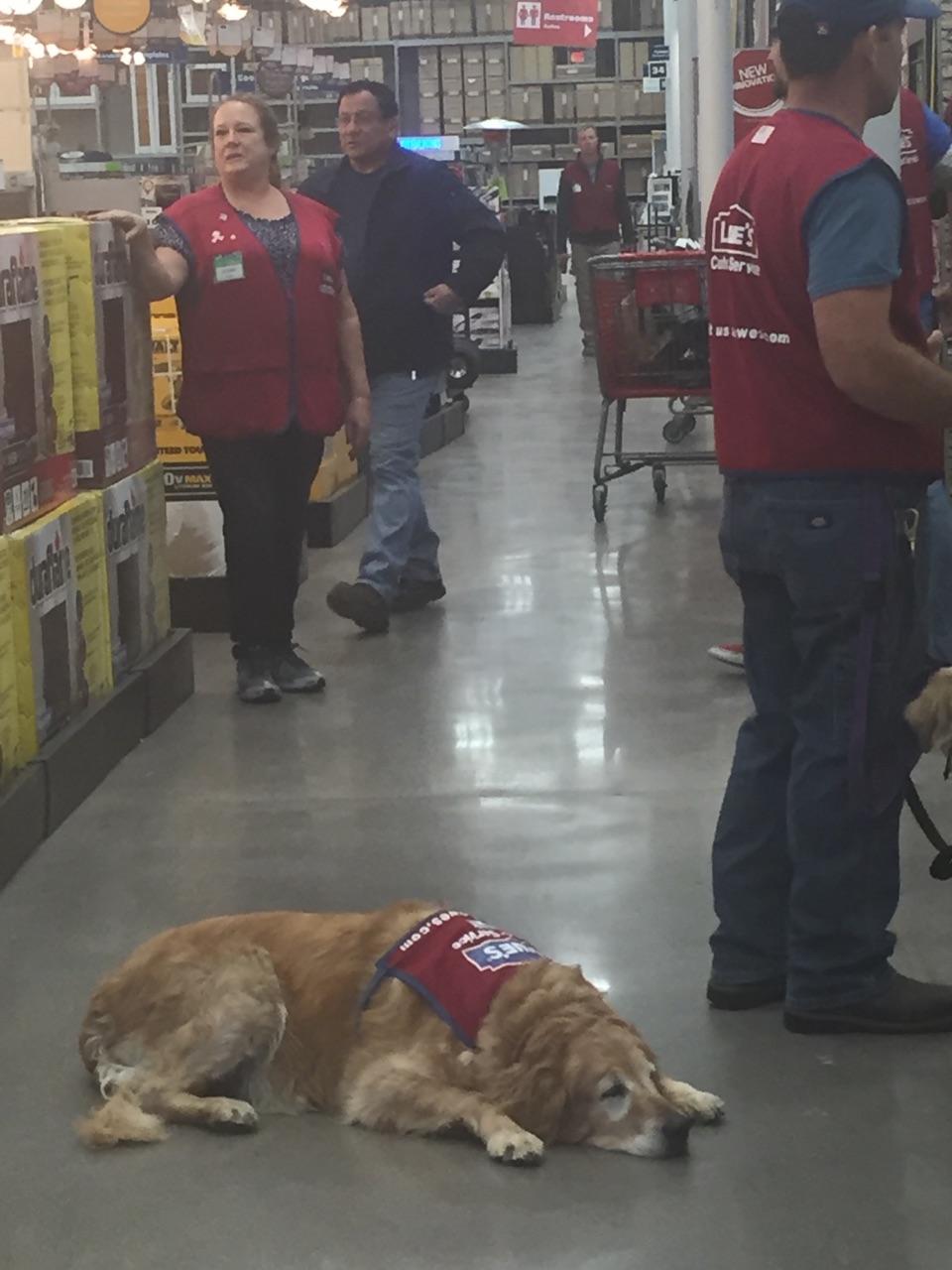 Texas Lowe S Hires Retired Vet And His Service Dog Now An Internet Celebrity