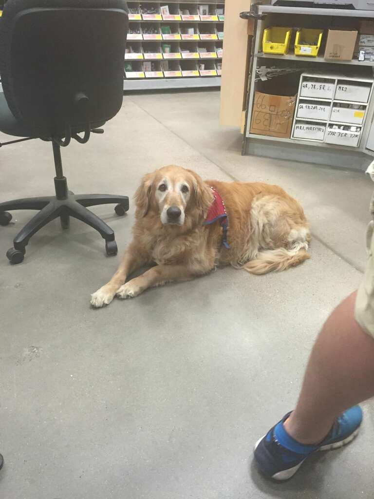 Texas Lowe S Hires Retired Vet And His Service Dog Now An Human Resources Manager Jay Fellers Said He Was Unaware The 35 Year Old Veteran