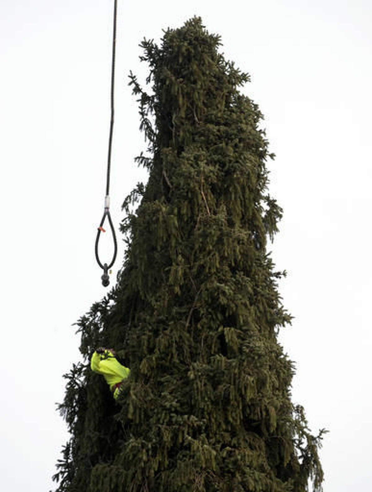 A worker prepares a 94-foot Norway spruce that will serve as the Christmas tree at Rockefeller Center before it is cut on Thursday, Nov. 10, 2016, in Oneonta, N.Y. The spruce is due to arrive Saturday in Manhattan, about 140 miles away. (AP Photo/Mike Groll)