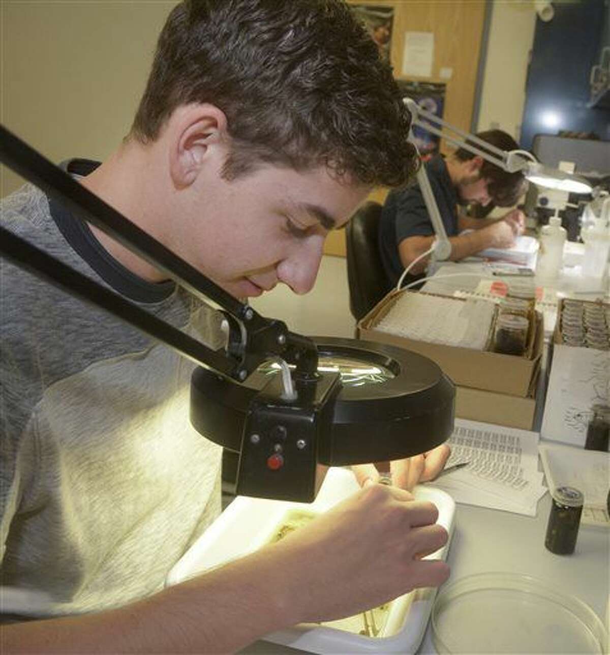 ADVANCE FOR WEEKEND EDITIONS - In this Thursday, October 6, 2016, photo, University of New Mexico student Wesley Noe, of Albuquerque, N.M., left, and Joaquin Garcia, of Santa Fe, N.M., sort through arthropods collected from the Valle Grande and Bandelier National Monument at the Museum of Southwest Biology at the university in Albuquerque. (Greg Sorber/The Albuquerque Journal via AP)