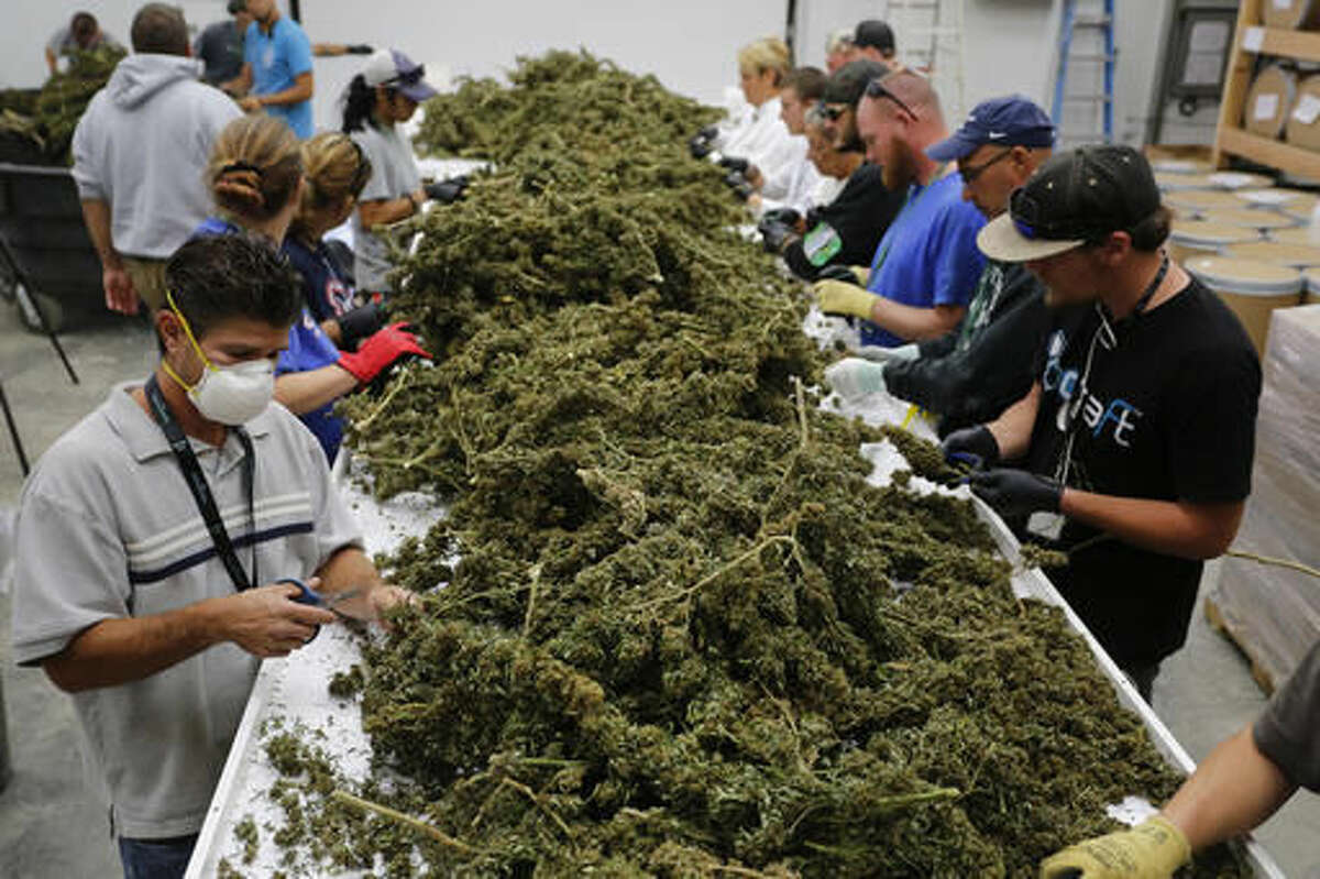 FILE - In this Oct. 4, 2016, file photo, farmworkers remove stems and leaves from newly harvested marijuana plants, at Los Suenos Farms in Avondale, Colo. The government still has many means to slow or stop the marijuana train and President-elect Donald Trump's nomination of Alabama Sen. Jeff Sessions to be the next attorney general has raised fears that the new administration could crack down on weed-tolerant states. (AP Photo/Brennan Linsley, File)