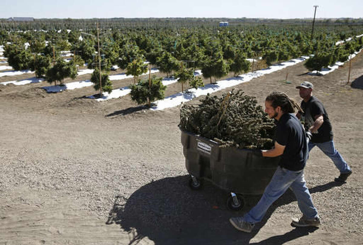FILE-In this Oct. 4, 2016, file photo, farmworkers transport newly harvested marijuana plants at Los Suenos Farms in Avondale, Colo. The government still has many means to slow or stop the marijuana train and President-elect Donald Trump's nomination of Alabama Sen. Jeff Sessions to be the next attorney general has raised fears that the new administration could crack down on weed-tolerant states. (AP Photo/Brennan Linsley, File)