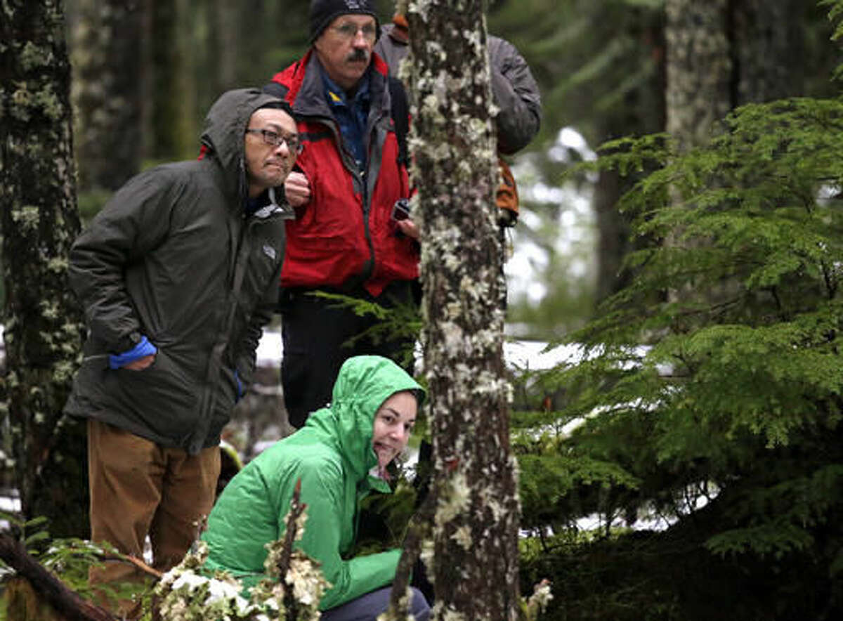 Rare Weasel Like Mammal Makes A Comeback In Washington State