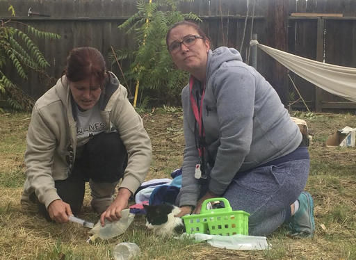 Utility workers rescue cat stuck on power pole for 9 days