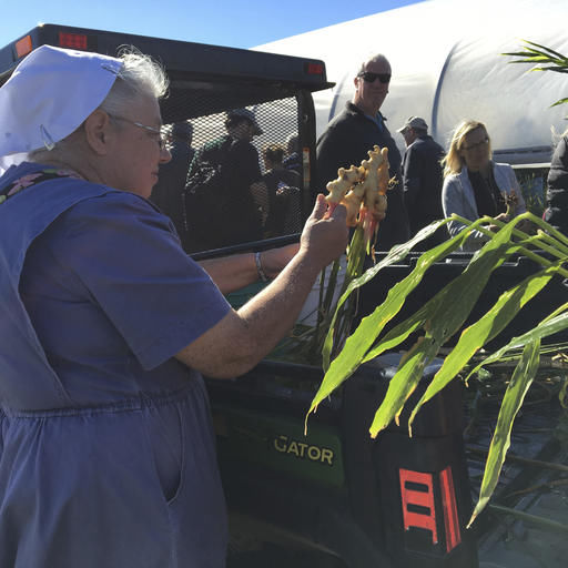 Field day at the farm Tropical spices with a local niche