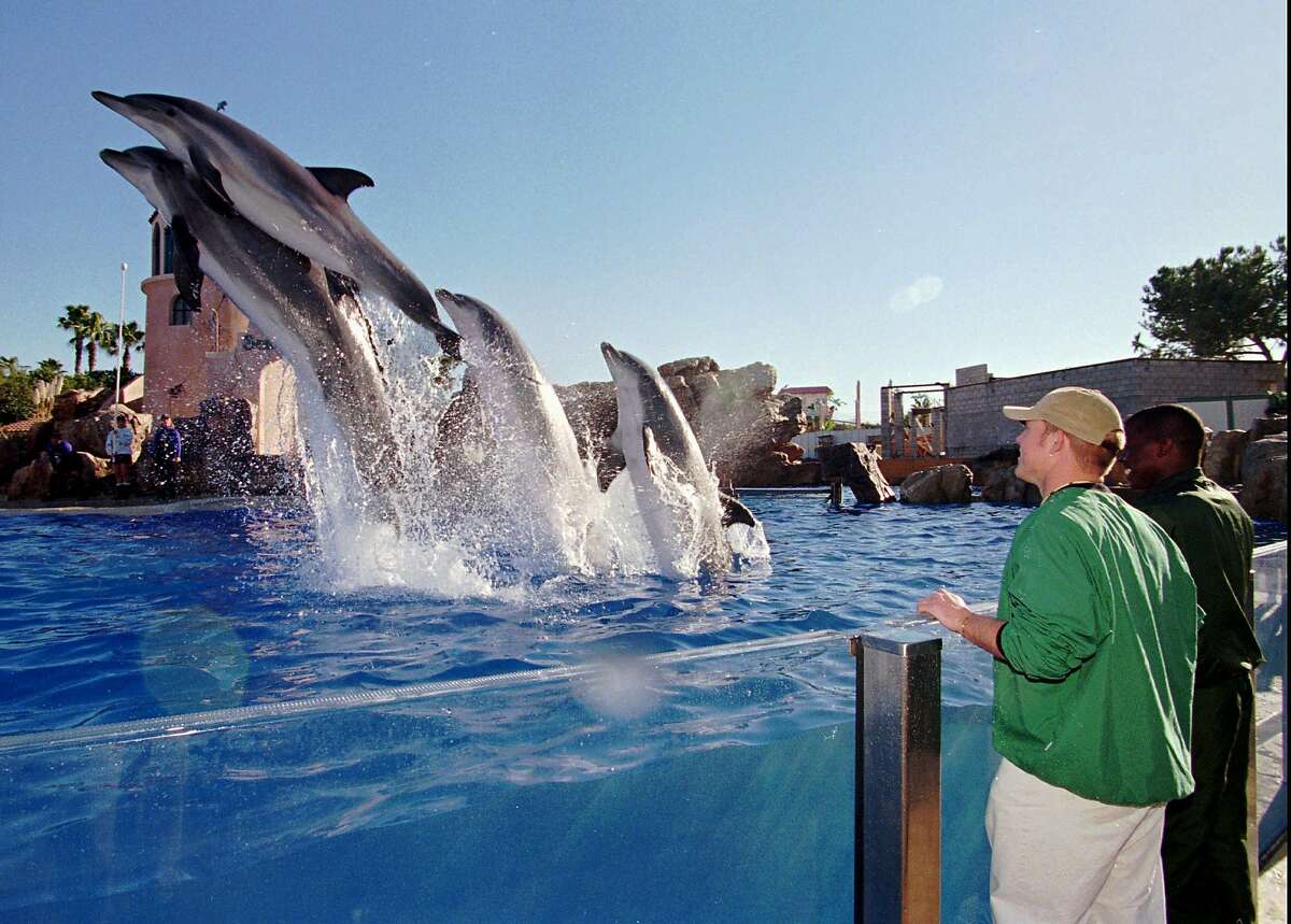 Colorado State football players Nate Kvamme, left, and Damon Washington gets a front row view during the dolphin show at Sea World's Dolphin Stadium Wednesday Dec. 24, 1997 in San Diego. The show was part of Holiday Bowl Day at the marine park. Colorado State meets Missouri in the Holiday Bowl on Monday. (AP Photo/Denis Poroy)