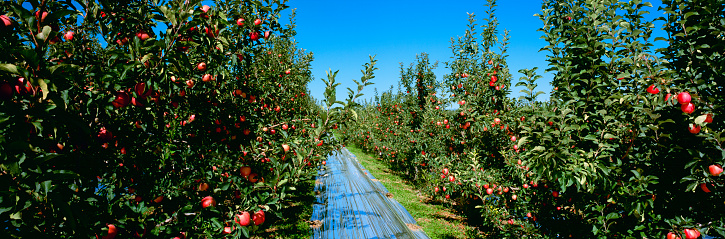 largest apple farm in new york